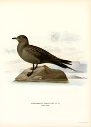 Parasitischer Jaeger (Farblithographie)