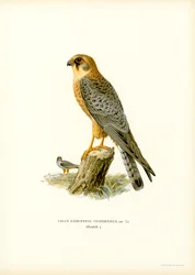 Rotfußfalke