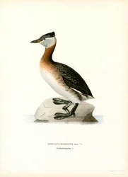 Rothalstaucher