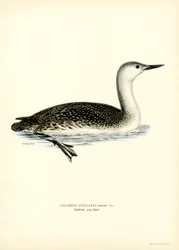 Sterntaucher