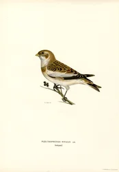 Schneeammer (Farblithographie)