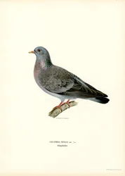 Hohltaube