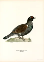 Auerhuhn
