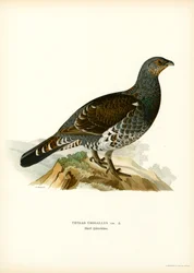 Auerhuhn