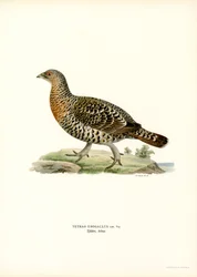 Auerhuhn