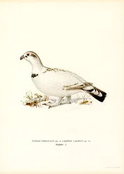 Auerhuhn x Moorschneehuhn