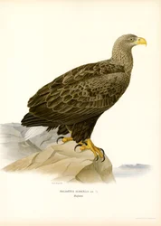 Seeadler