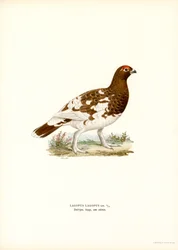 Weidenhuhn