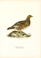 Moorschneehuhn