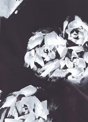 Abstrakte Weiße Blume