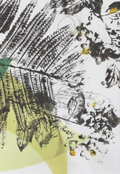 Botanische Schriftebenen