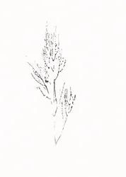 Zarte botanische Zeichnung