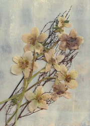 Zarte Gepresste Blumen