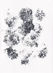 Organische botanische Formen