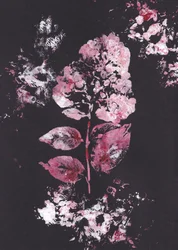 Rosa botanischer Eindruck