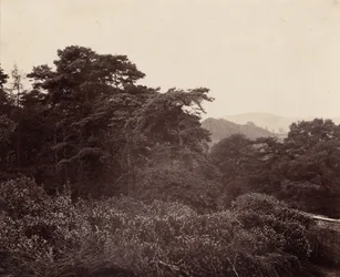 Studie von Laub, ca. 1863