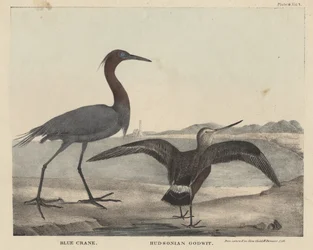 Blauer Kranich, Hudson-Schnepfe, Lithographie von Childs und Inman, aus 