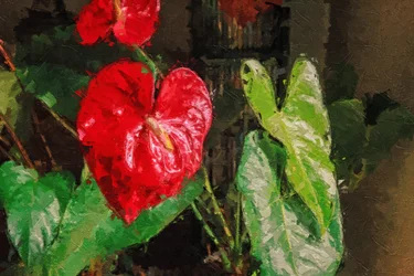 Großes rotes herzförmiges Anthurium
