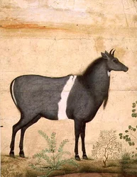 Nilgai (blaue Kuh) Mughal-Schule, frühes 17. Jahrhundert