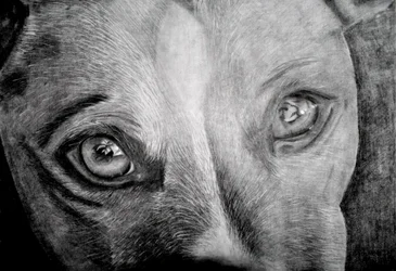 Seelenvoller Hundeblick