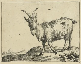 Stehende Ziege von vorne