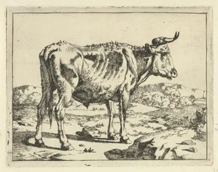 Stier steht bei einem Felsen