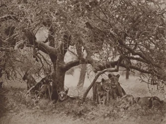 Die gestörte Siesta