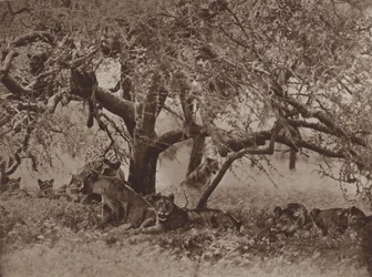 Die gestörte Siesta
