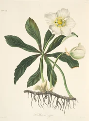 Schwarze Nieswurz oder Christrose, aus Florale Illustrationen der Jahreszeiten, veröffentlicht 1829