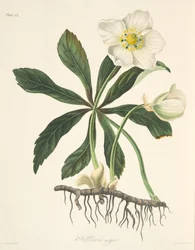 Schwarze Nieswurz oder Christrose, aus Florale Illustrationen der Jahreszeiten, veröffentlicht 1829