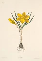 Gemeiner Gelber Krokus, aus Florale Illustrationen der Jahreszeiten, veröffentlicht 1829