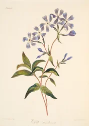 Frühblühende Lychnidea, aus Floral Illustrations of the Seasons, veröffentlicht 1829