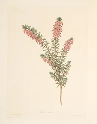 Fleischfarbene, frühblühende Heide, aus Florale Illustrationen der Jahreszeiten, veröffentlicht 1829
