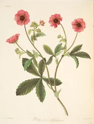 Nipal-Potentilla, aus Floral Illustrations of the Seasons, veröffentlicht 1829