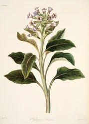 Orientalischer Bilsenkraut, aus Florale Illustrationen der Jahreszeiten, veröffentlicht 1829