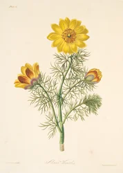 Mehrjähriger Adonis, aus Florale Illustrationen der Jahreszeiten, veröffentlicht 1829