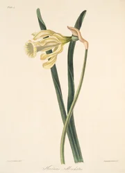Spanische Narzisse, aus Florale Illustrationen der Jahreszeiten, veröffentlicht 1829