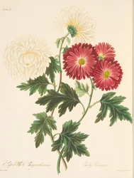 Prächtige Weiße Chrysantheme und Frühe Rote, aus Florale Illustrationen der Jahreszeiten, veröffentlicht 1829