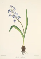 Zweiblättrige Blaustern, aus Florale Illustrationen der Jahreszeiten, veröffentlicht 1829