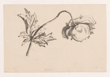 Klatschmohn