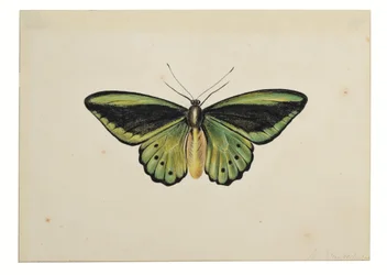 Schmetterling, Gemeiner Grüner Vogelflügler (Ornithoptera priamus)