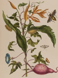 Illustration aus 