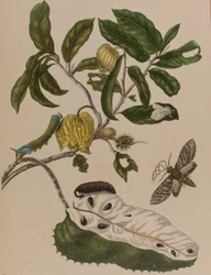 Illustration aus 