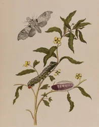 Illustration aus 