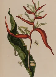 Illustration aus 