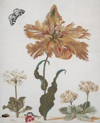 Ein Papageientulpe, Aurikeln, rote Johannisbeeren, mit einem Elsterfalter, seiner Raupe und Puppe, ca. 1670