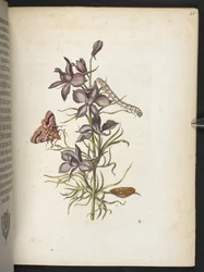 Der Raupen wunderbare Verwandlung und sonderbare Blumen-Nahrung