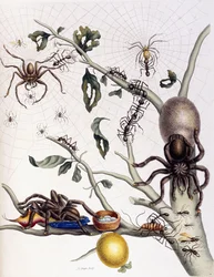Verschiedene Arachniden aus Südamerika, 1726