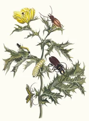 Carduus spinosus. Aus dem Buch Metamorphosis insectorum Surinamensium, 1705