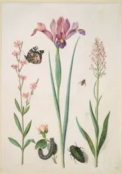 Leimkraut mit Admiral, Rose mit Brombeerspinner, Iris, Schwebfliege, Prachtkäfer und Orchidee